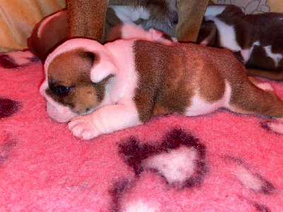 Les chiots de Bulldog Anglais