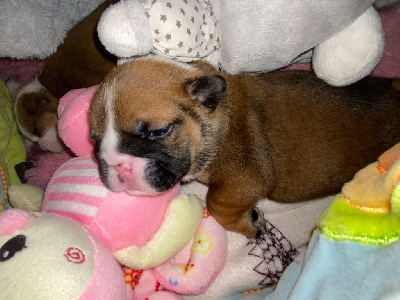 Les chiots de Bulldog Anglais
