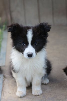 Les chiots de Border Collie