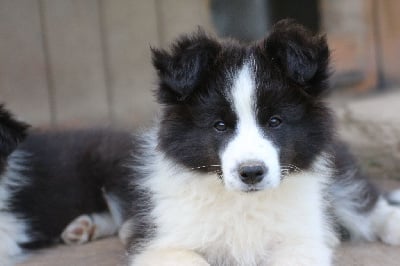 Les chiots de Border Collie