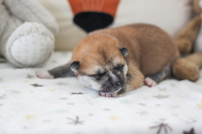 Les chiots de Akita