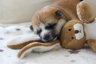 Les chiots de Akita