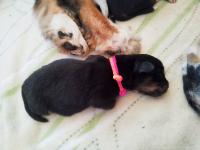 Les chiots de Berger Australien