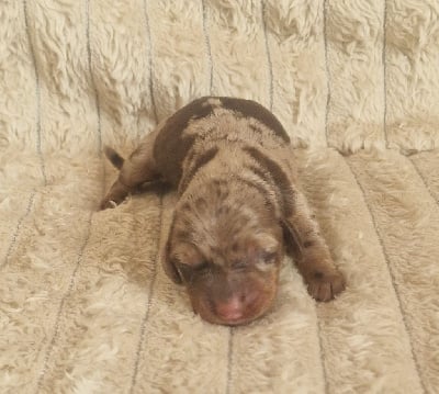 Les chiots de Teckel poil ras