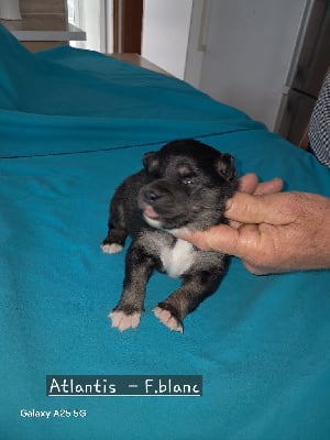 Les chiots de Chien finnois de Laponie