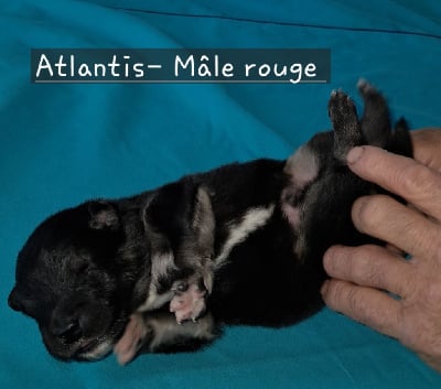 Les chiots de Chien finnois de Laponie
