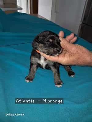 Les chiots de Chien finnois de Laponie