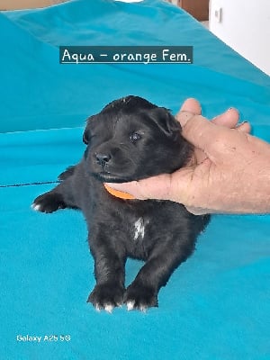 Les chiots de Chien finnois de Laponie