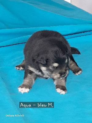 Les chiots de Chien finnois de Laponie