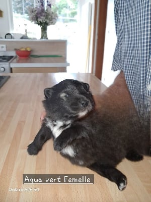Les chiots de Chien finnois de Laponie