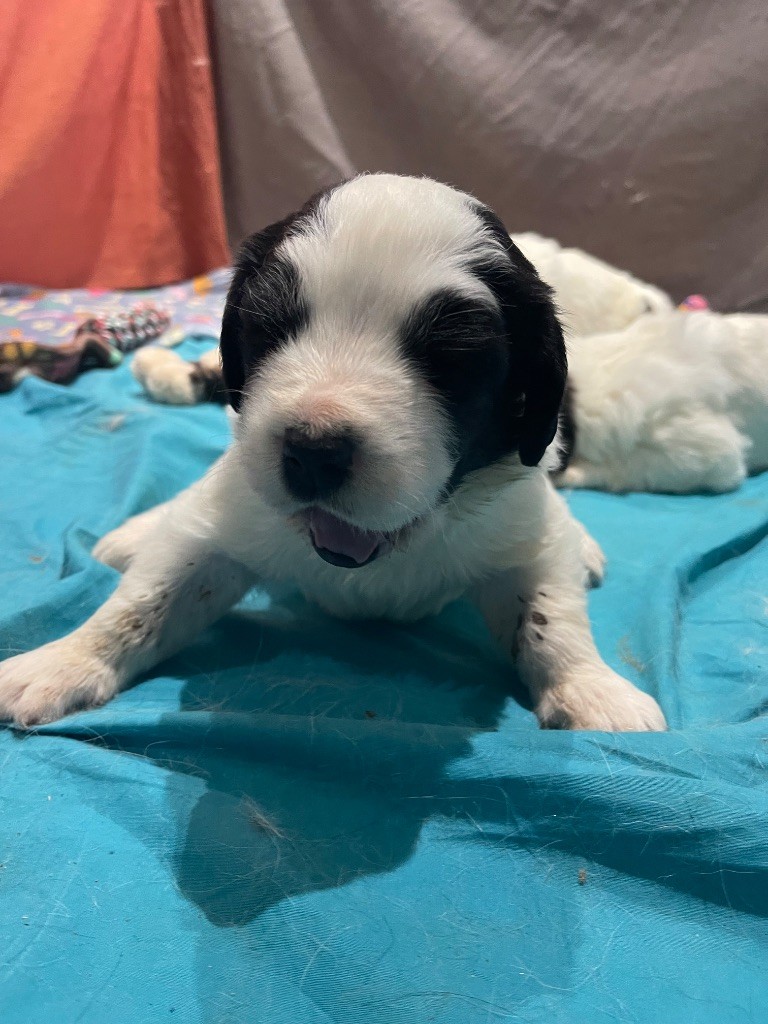 CHIOT 3 - Landseer type continental europeen