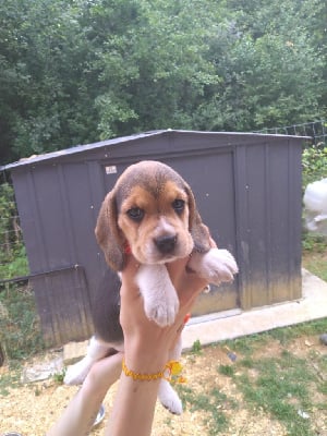 Les chiots de Beagle
