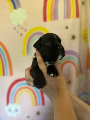 Les chiots de Boxer