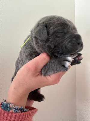 Les chiots de Cane Corso
