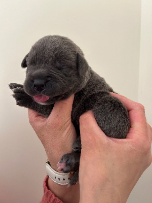 Les chiots de Cane Corso