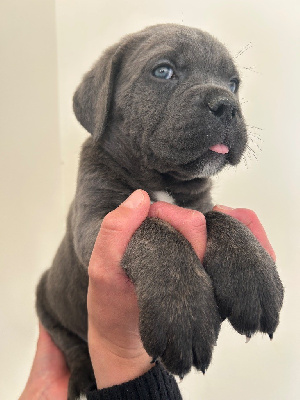 Les chiots de Cane Corso