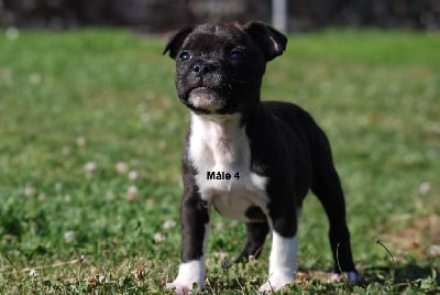 Les chiots de Staffordshire Bull Terrier