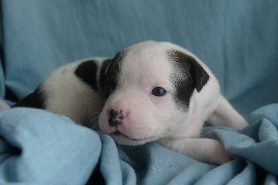 CHIOT 4 - Staffordshire Bull Terrier