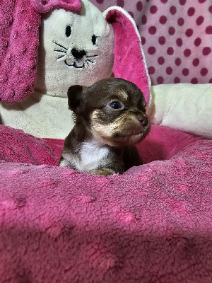 CHIOT 3 - Chihuahua