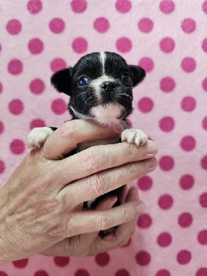 CHIOT 5 - Chihuahua
