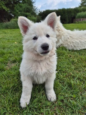 Les chiots de Berger Blanc Suisse
