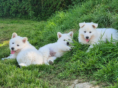 Les chiots de Berger Blanc Suisse