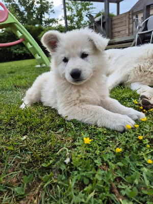 Les chiots de Berger Blanc Suisse