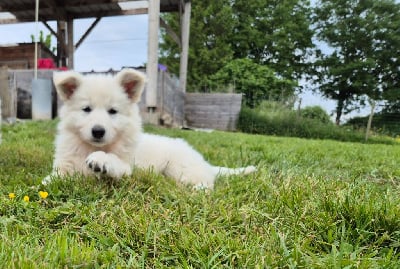 Les chiots de Berger Blanc Suisse