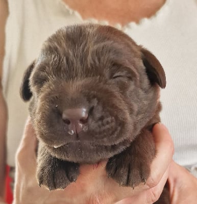 Les chiots de Labrador Retriever