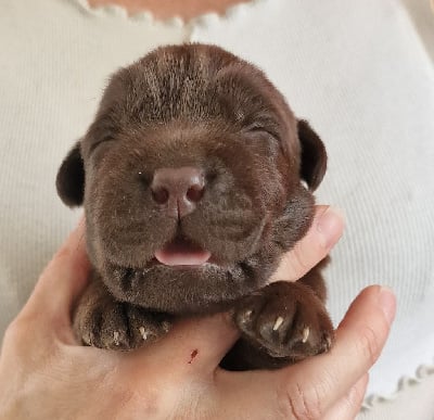 Les chiots de Labrador Retriever