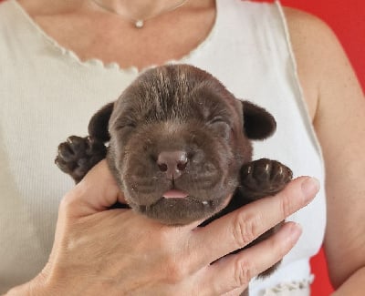 Les chiots de Labrador Retriever