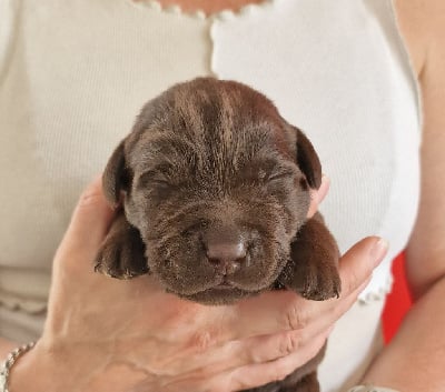 Les chiots de Labrador Retriever