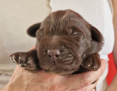 Les chiots de Labrador Retriever