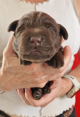 Labrador Retriever