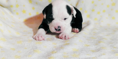 Les chiots de Bulldog continental