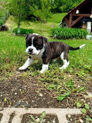 Les chiots de Bulldog continental
