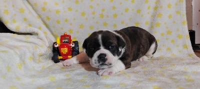 Les chiots de Bulldog continental