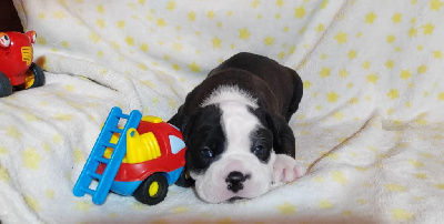 Les chiots de Bulldog continental