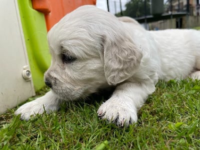 Les chiots de Golden Retriever