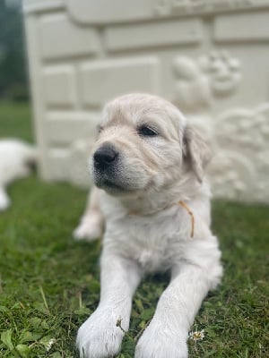Les chiots de Golden Retriever