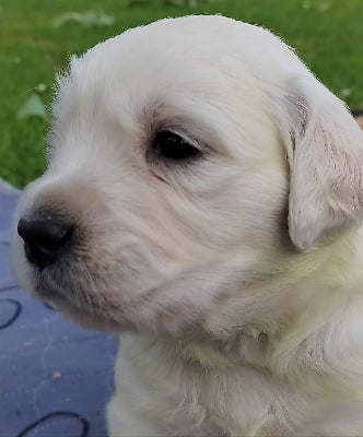 Les chiots de Golden Retriever