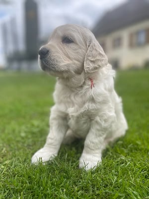 Les chiots de Golden Retriever