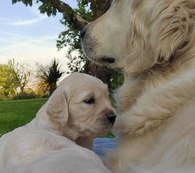 Les chiots de Golden Retriever