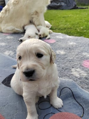 Les chiots de Golden Retriever