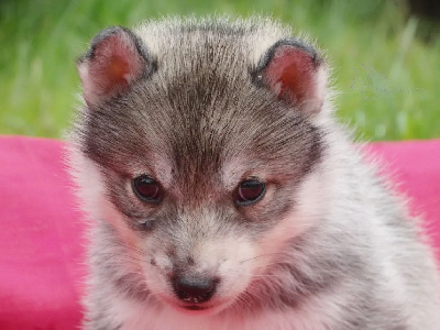 Vaya - Siberian Husky