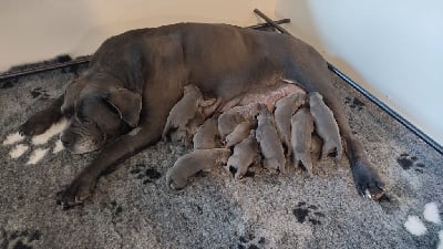 Les chiots de Cane Corso