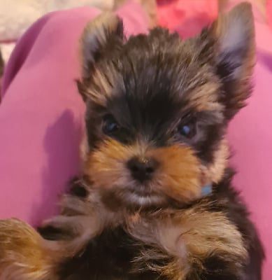 CHIOT 1 - Yorkshire Terrier
