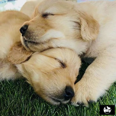 Les chiots de Golden Retriever