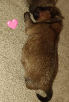 Les chiots de Spitz allemand