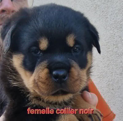 Les chiots de Rottweiler